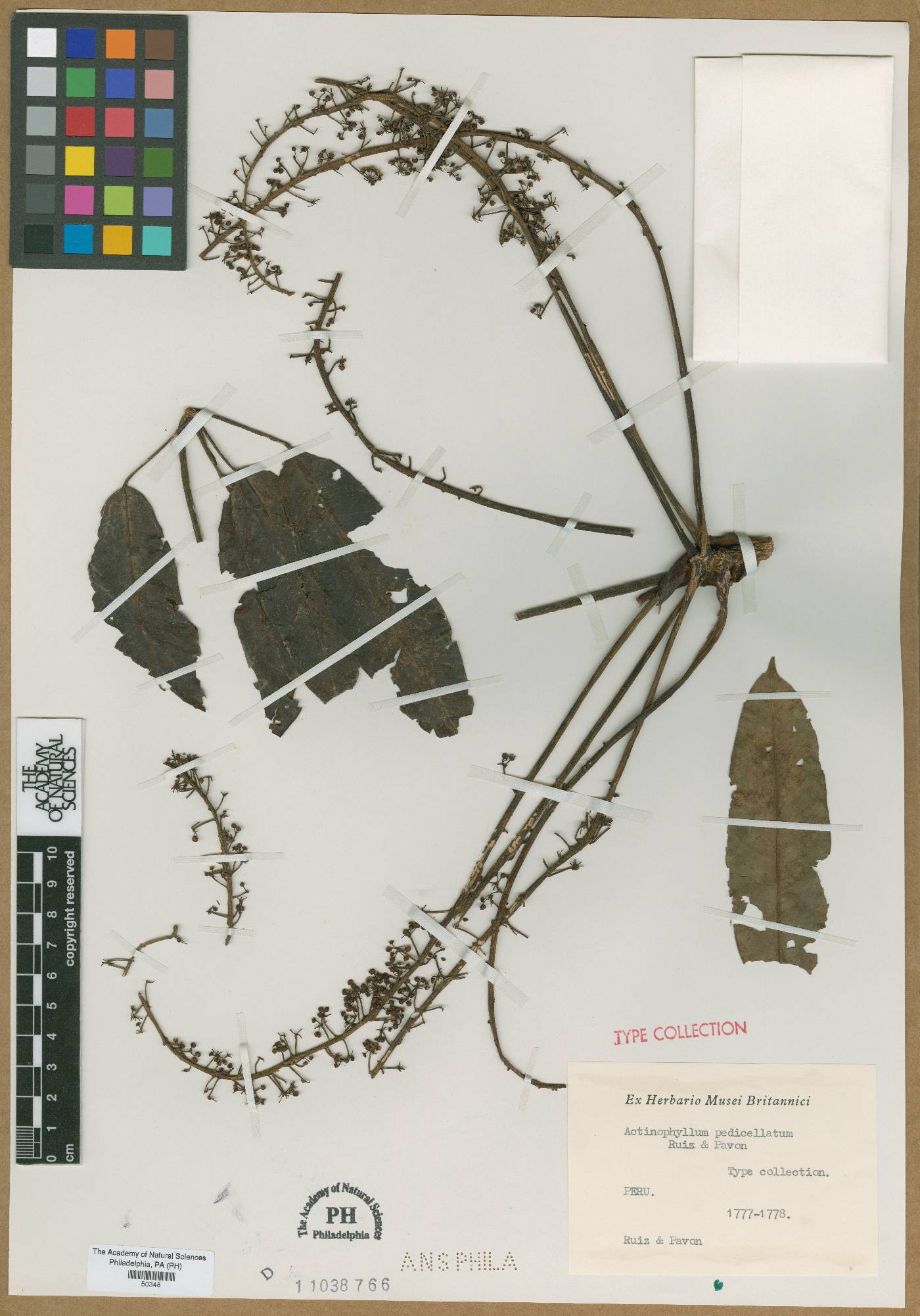 Sciodaphyllum pedicellatum image