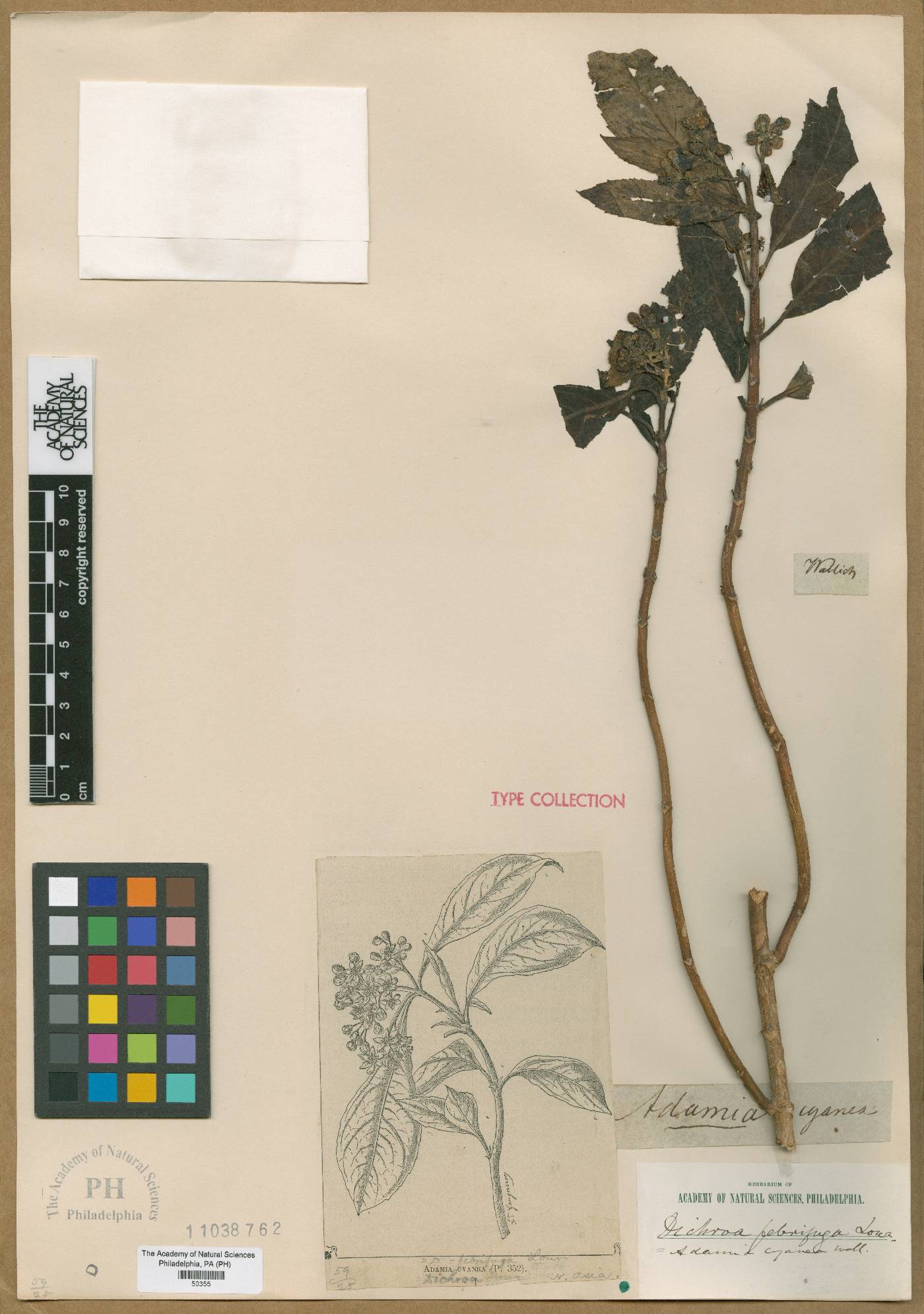 Hydrangea febrifuga image