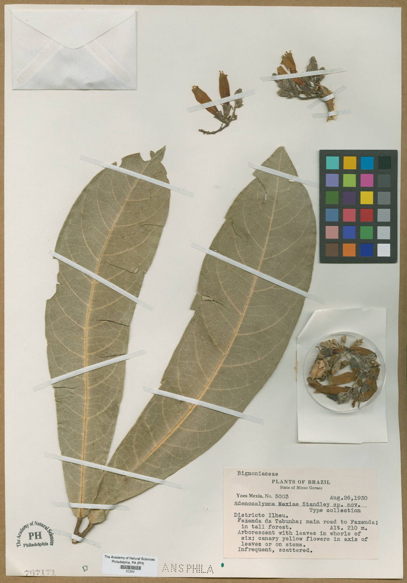 Adenocalymma subsessilifolium image