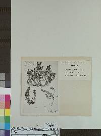 Image of Adenostegia palmata