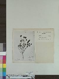 Image of Adenostegia littoralis