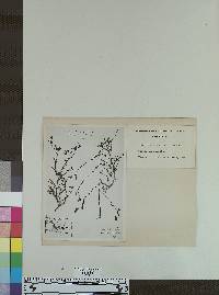 Image of Adenostegia hansenii