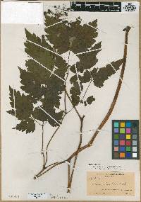 Actaea rubra image