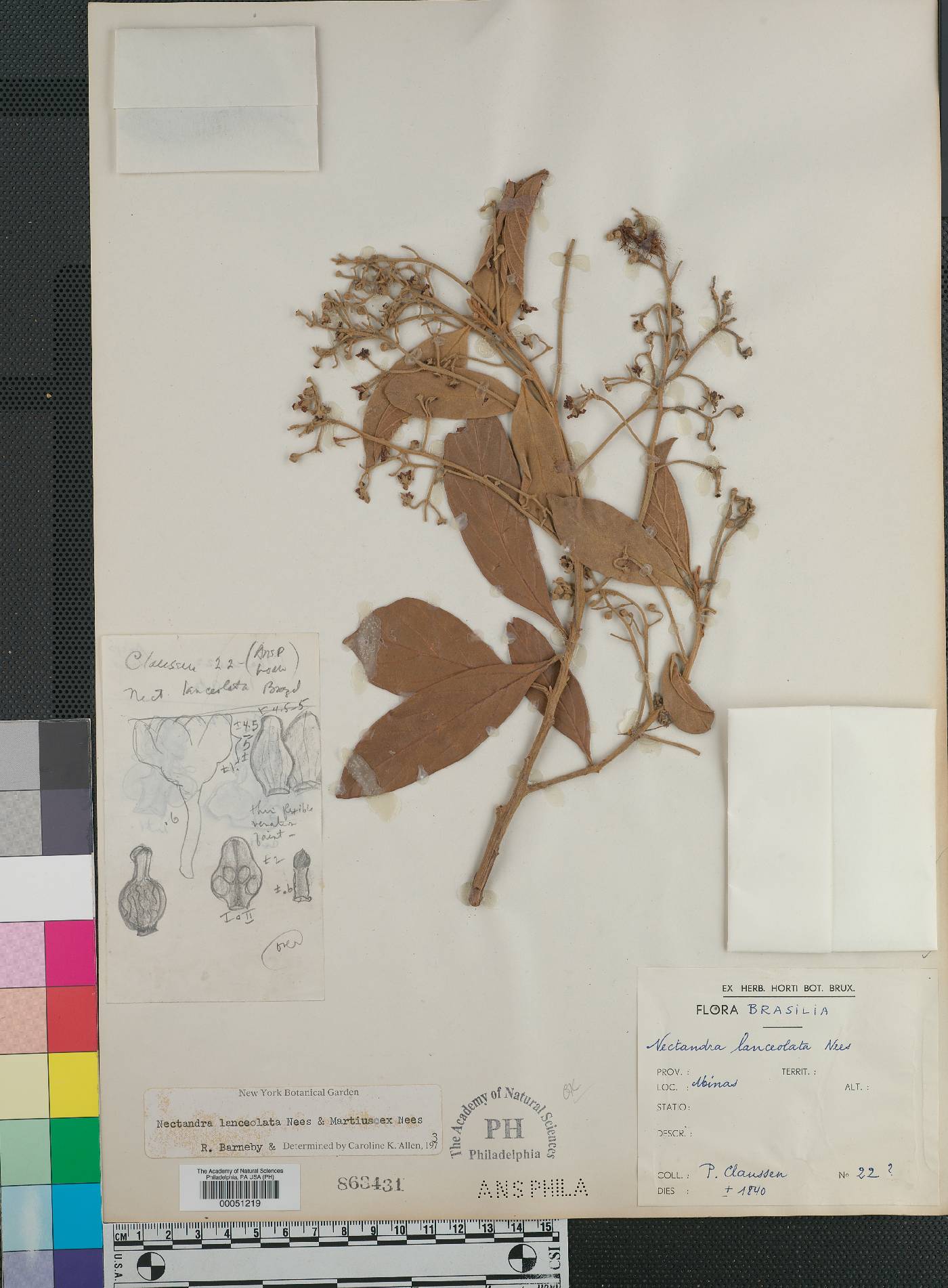 Nectandra lanceolata image