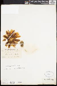 Cereus fendleri image