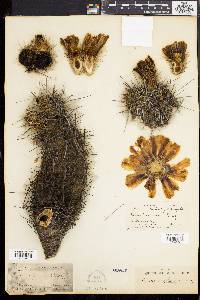 Cereus Engelmannii image
