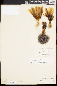 Cereus dasyacanthus image