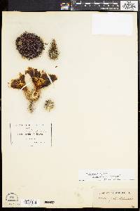 Cereus pectinatus image
