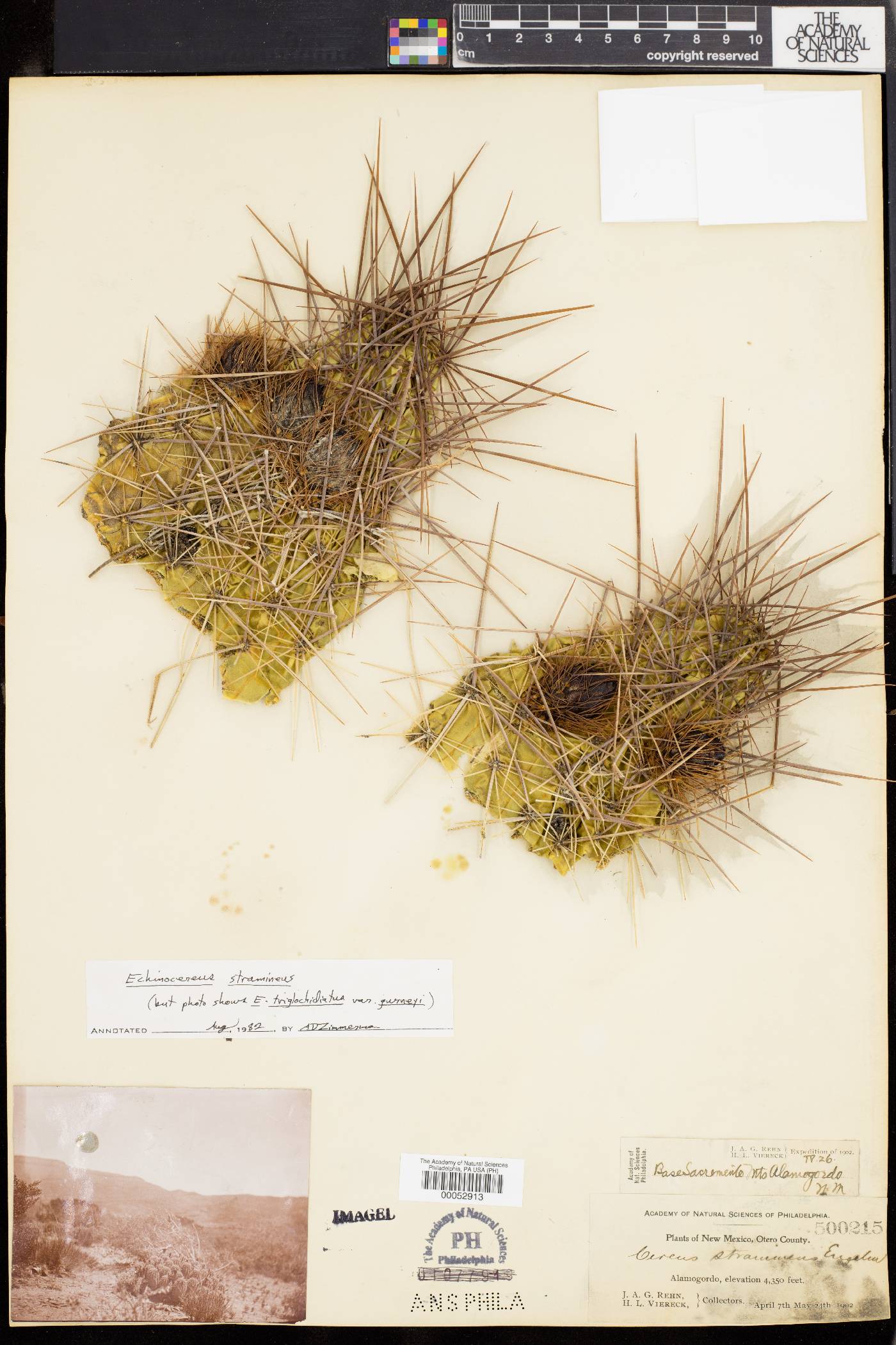 Cereus stramineus image