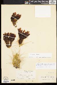 Image of Cereus cinerascens