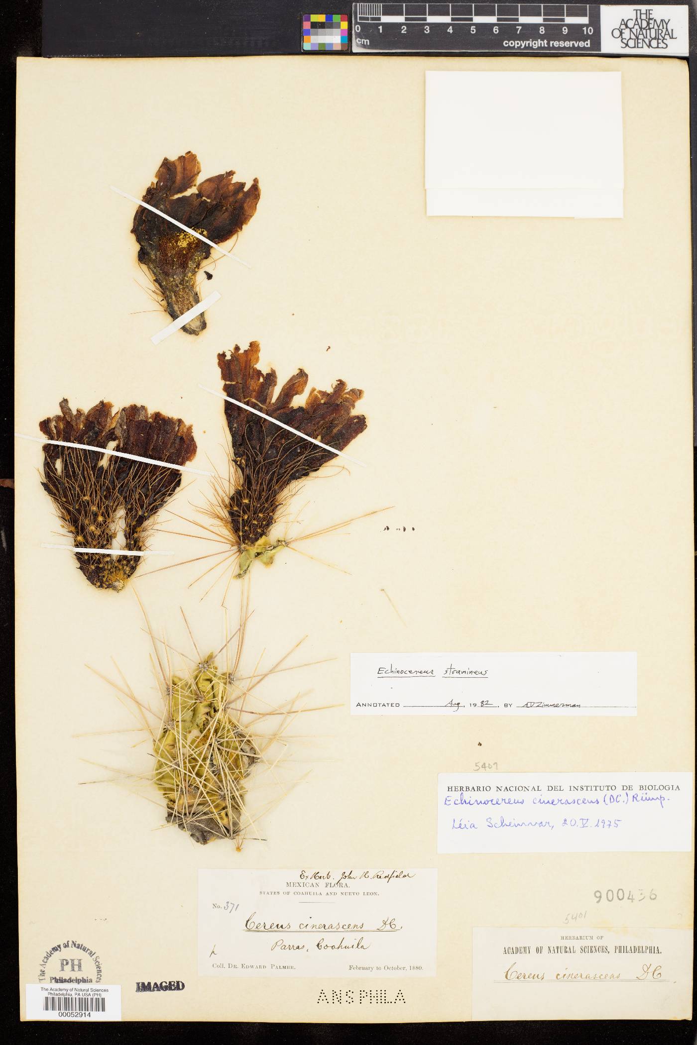 Cereus cinerascens image