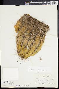 Echinocereus triglochidiatus var. triglochidiatus image