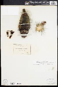 Cereus polyacanthus image