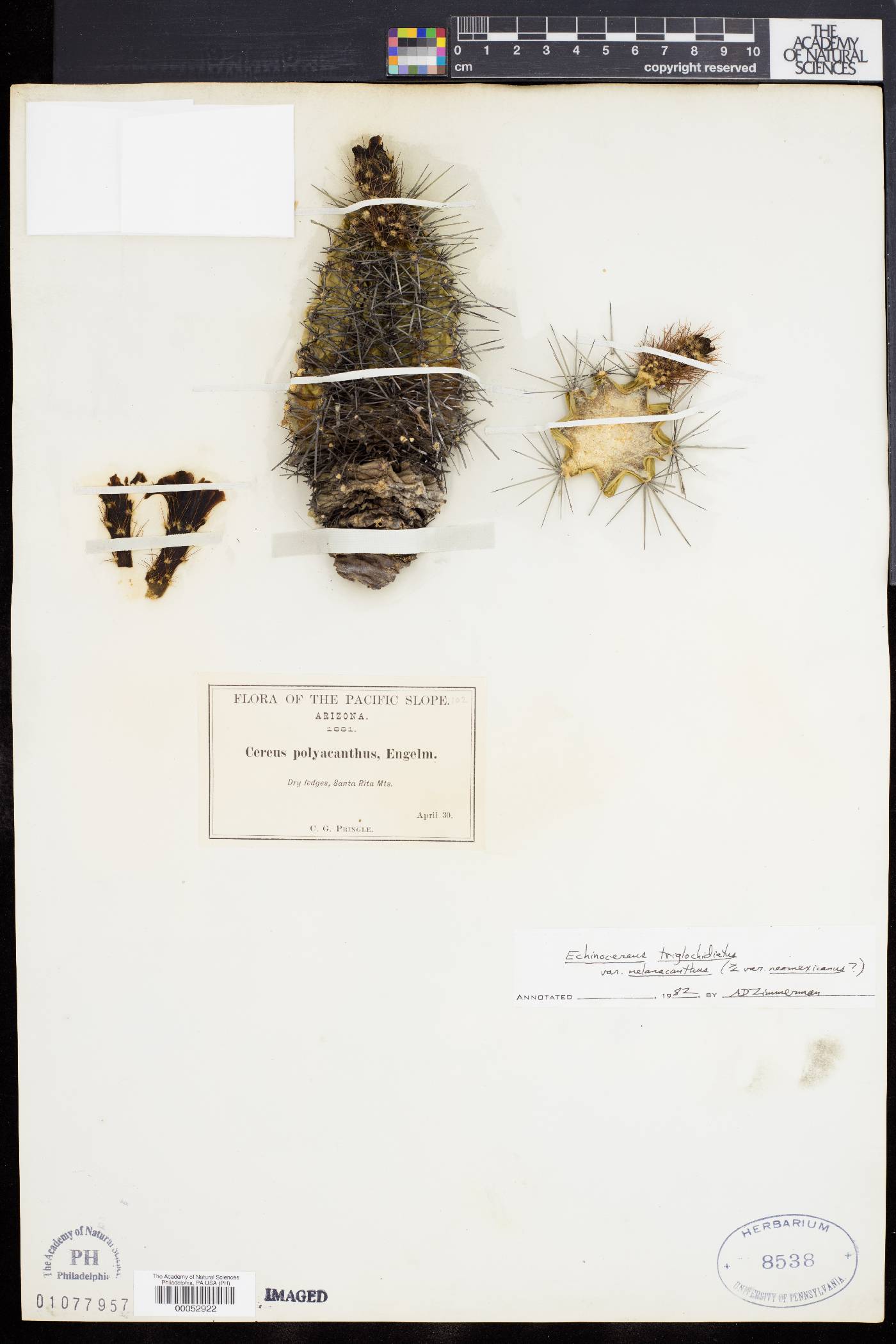 Cereus polyacanthus image