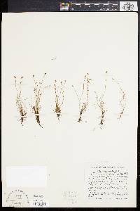 Schizaea pusilla image