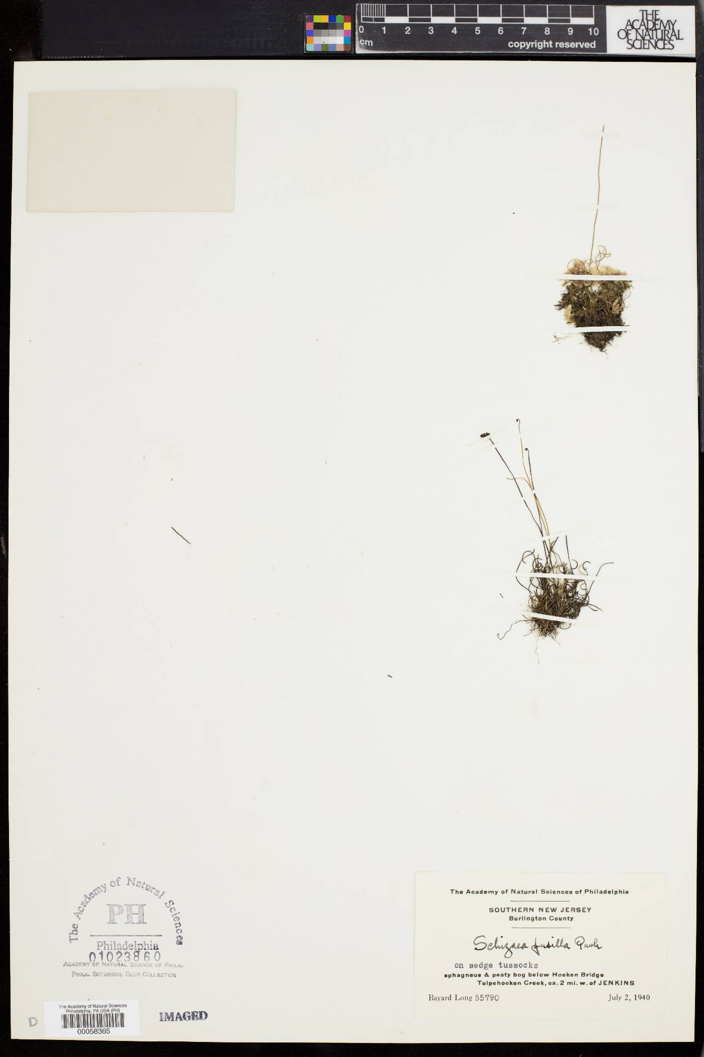 Schizaea pusilla image