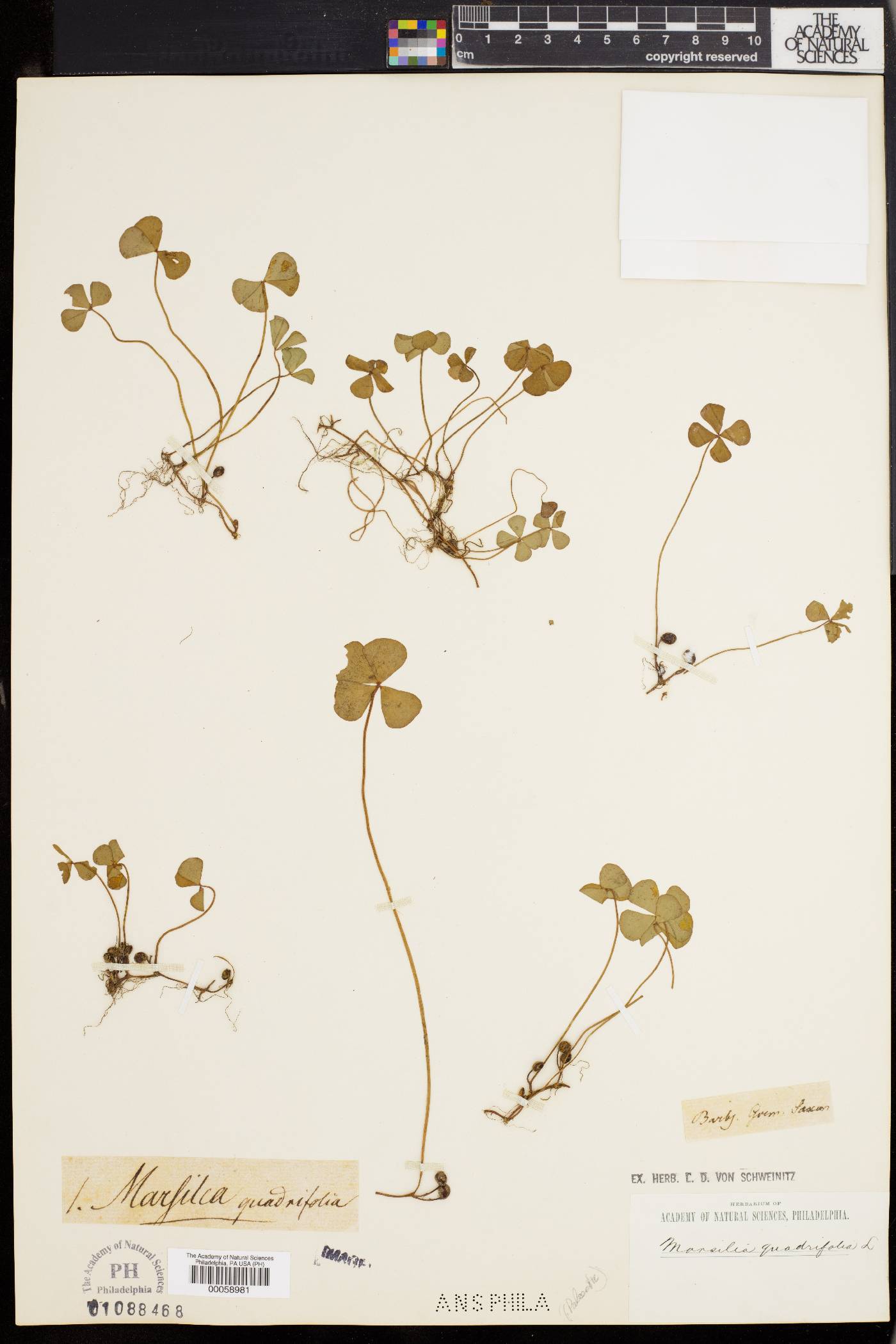 Marsilea quadrifolia image