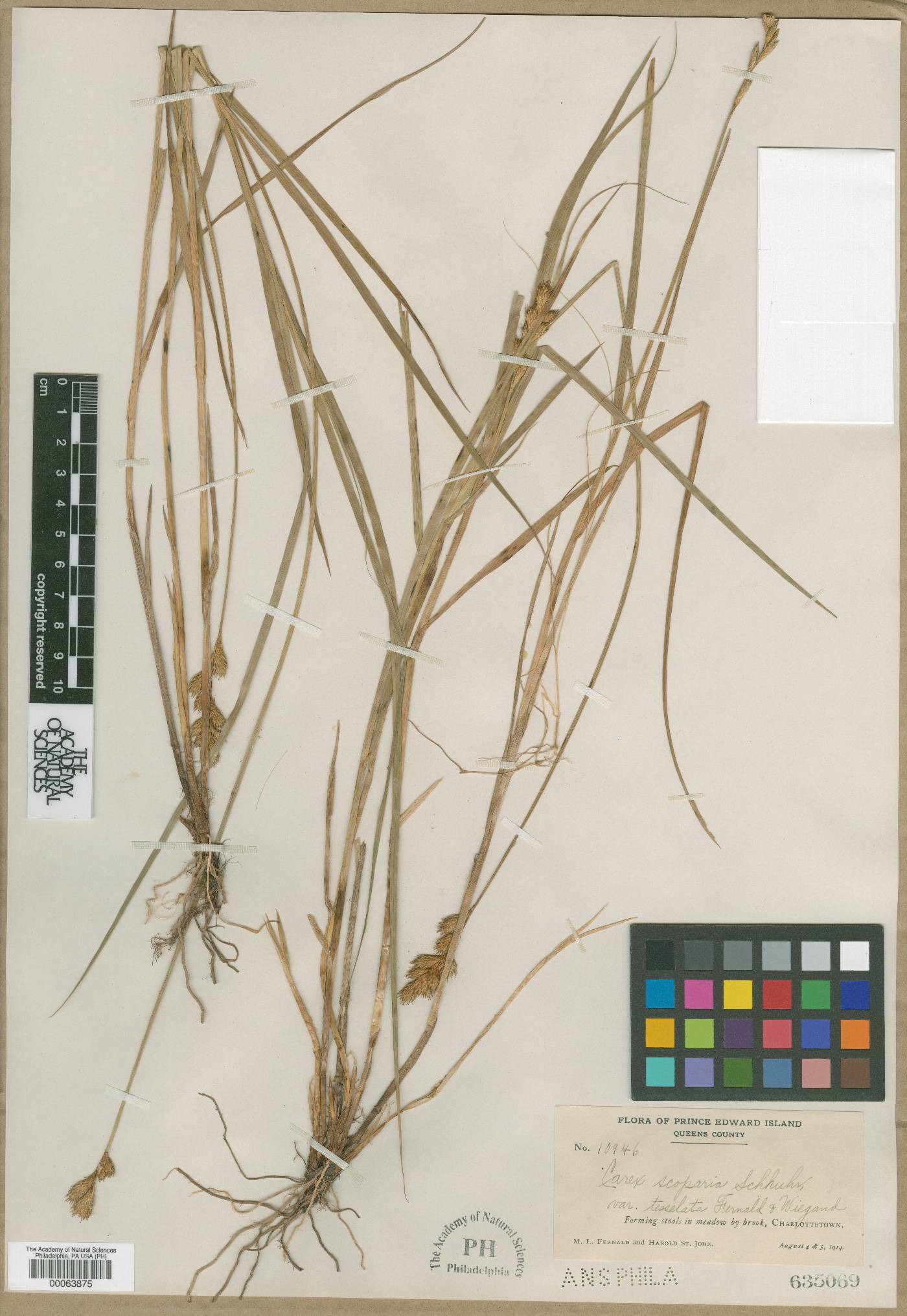 Carex scoparia var. tesselata image