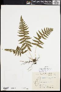 Image of Thelypteris gracilescens