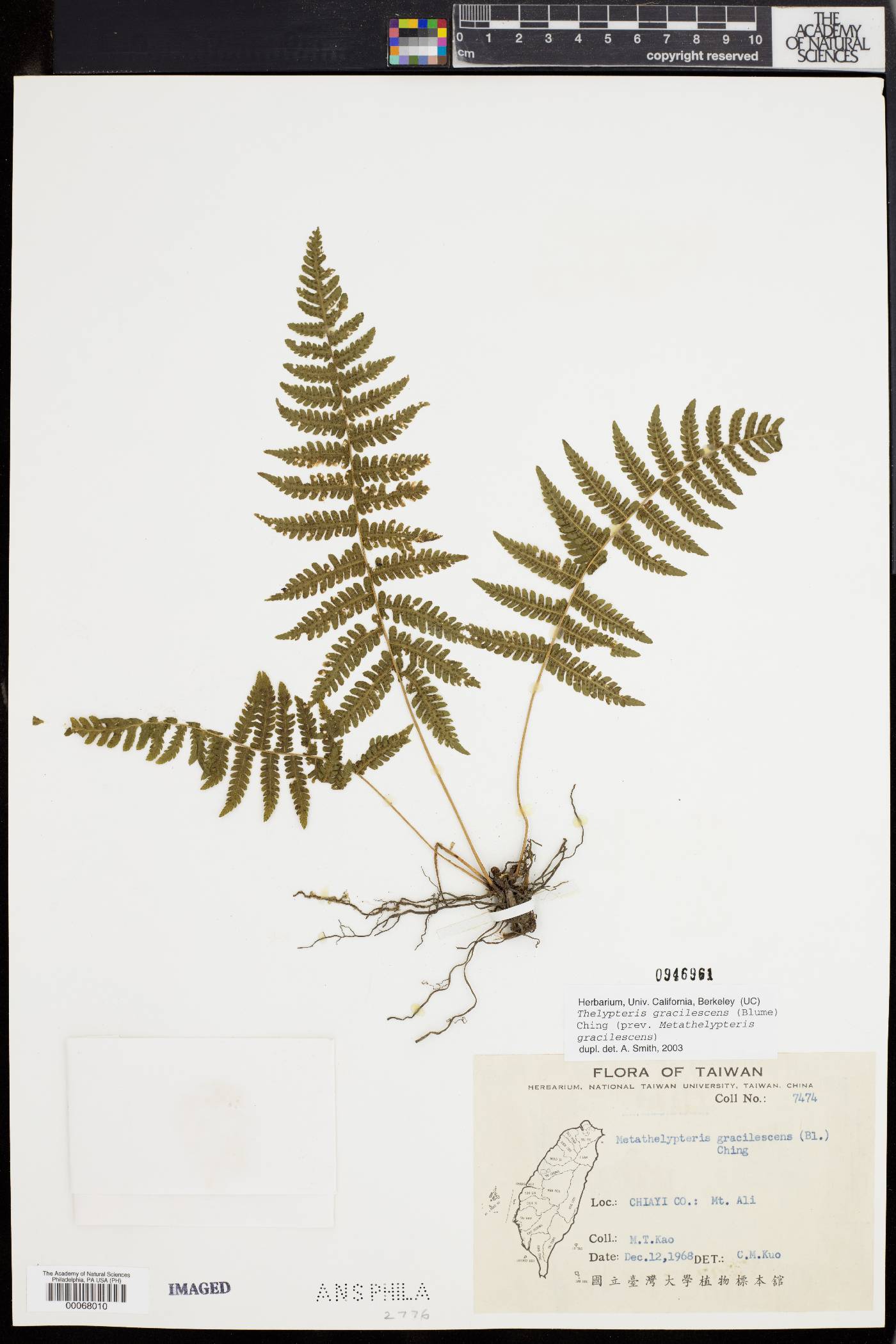 Thelypteris gracilescens image