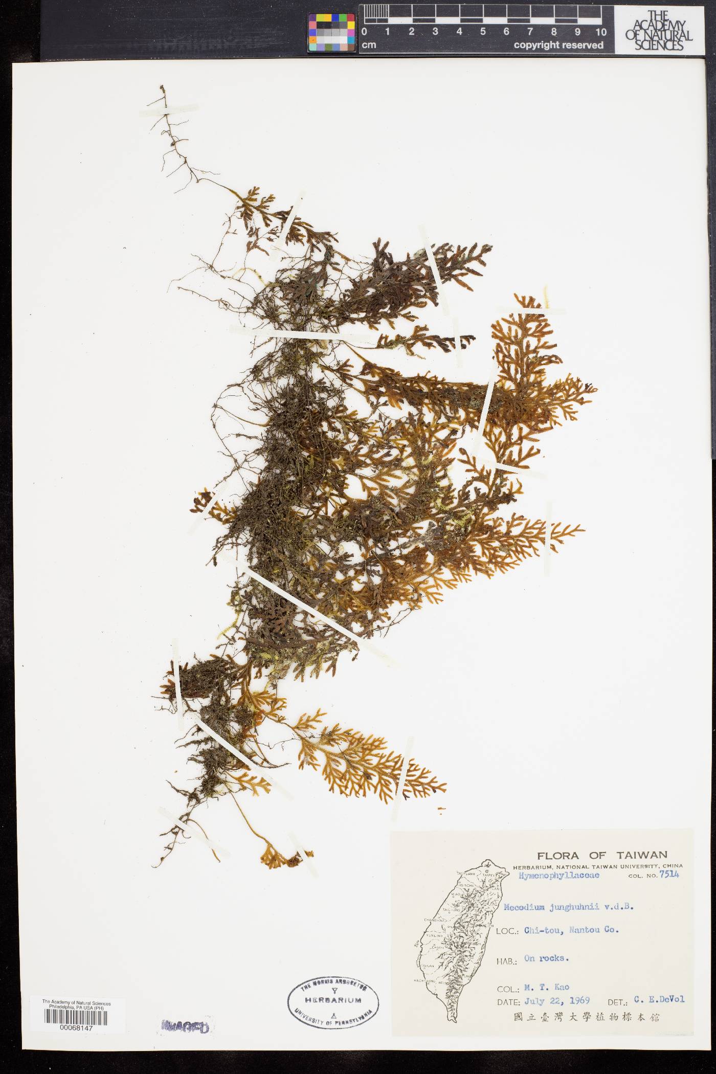 Mecodium image