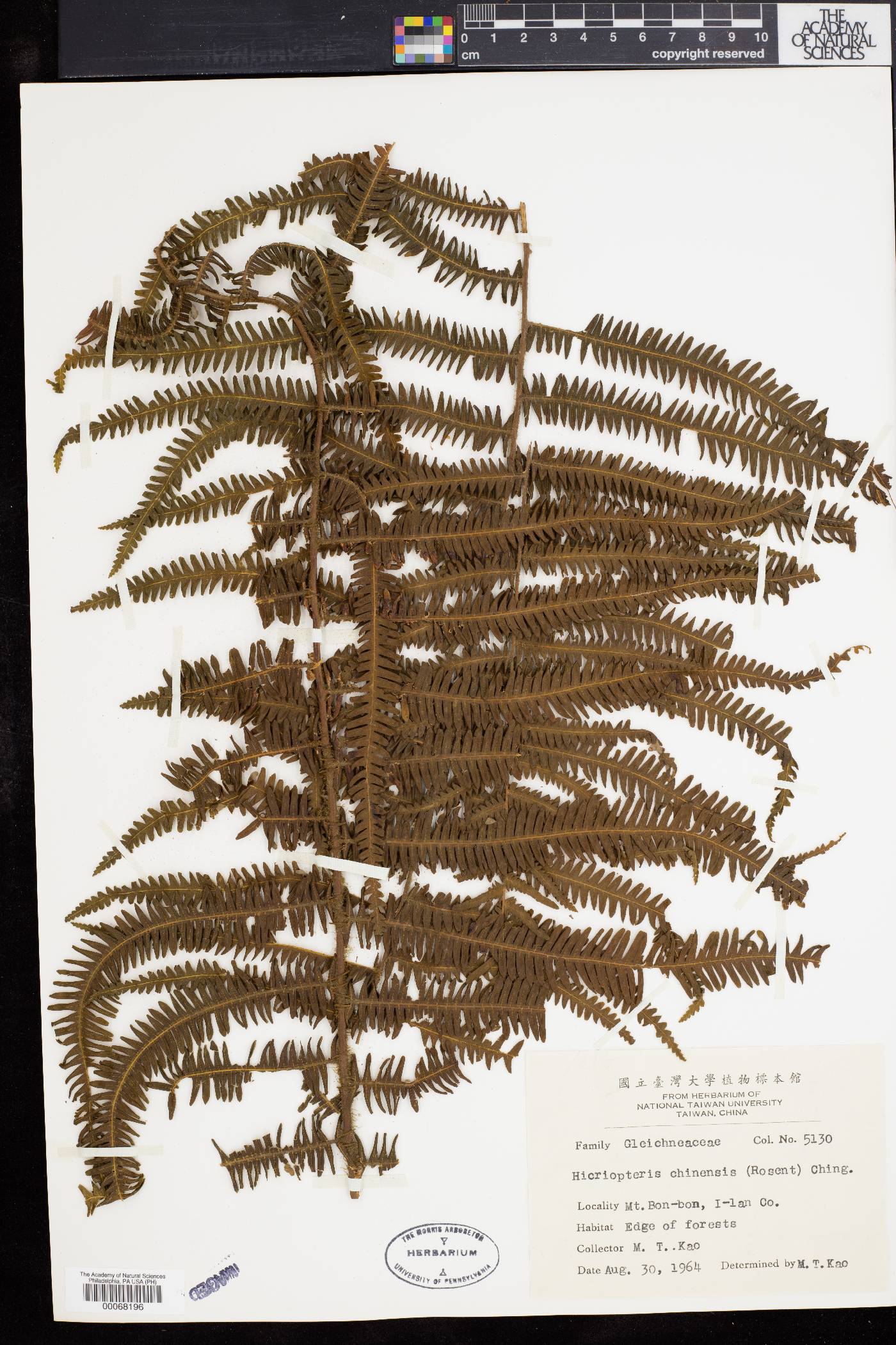 Hicriopteris image