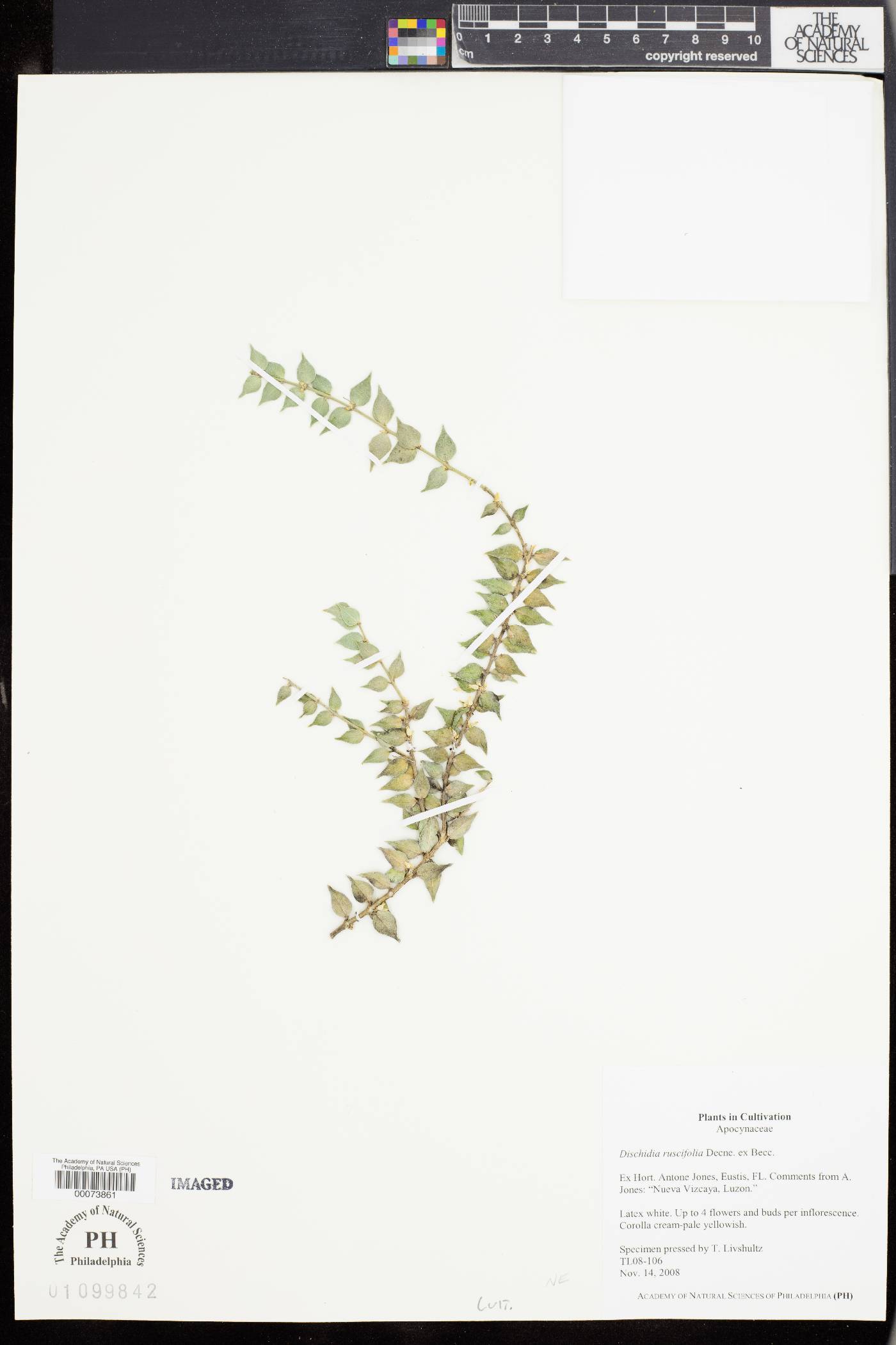 Dischidia ruscifolia image