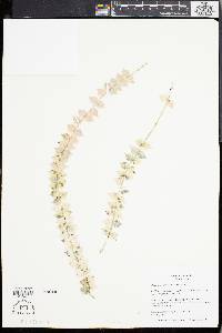 Dischidia ruscifolia image
