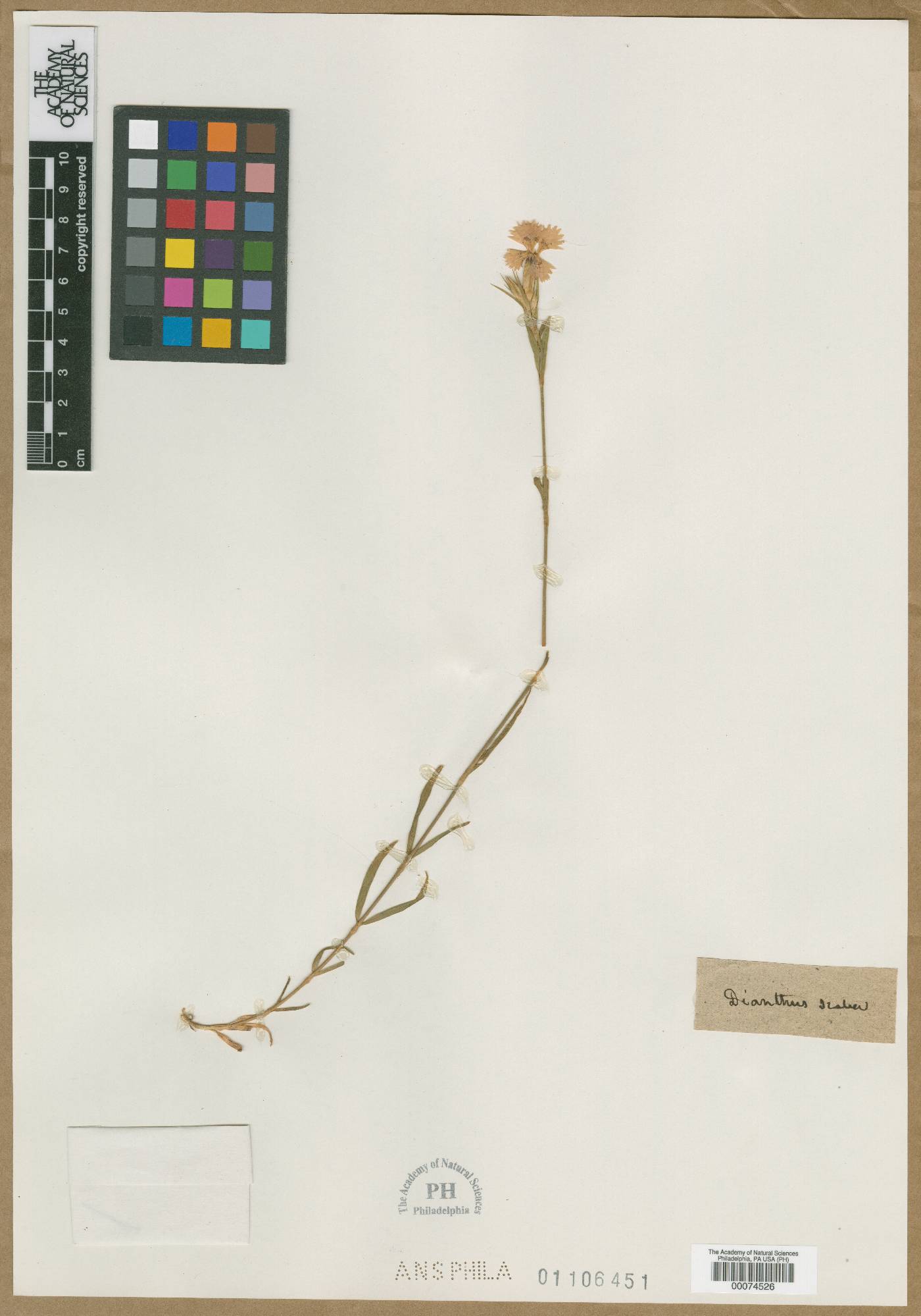 Dianthus scaber image