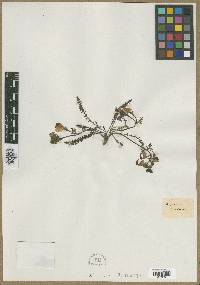 Pedicularis jacquinii image