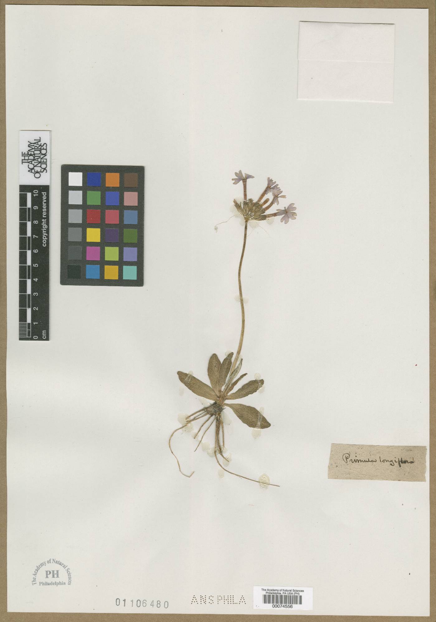 Primula longiflora image