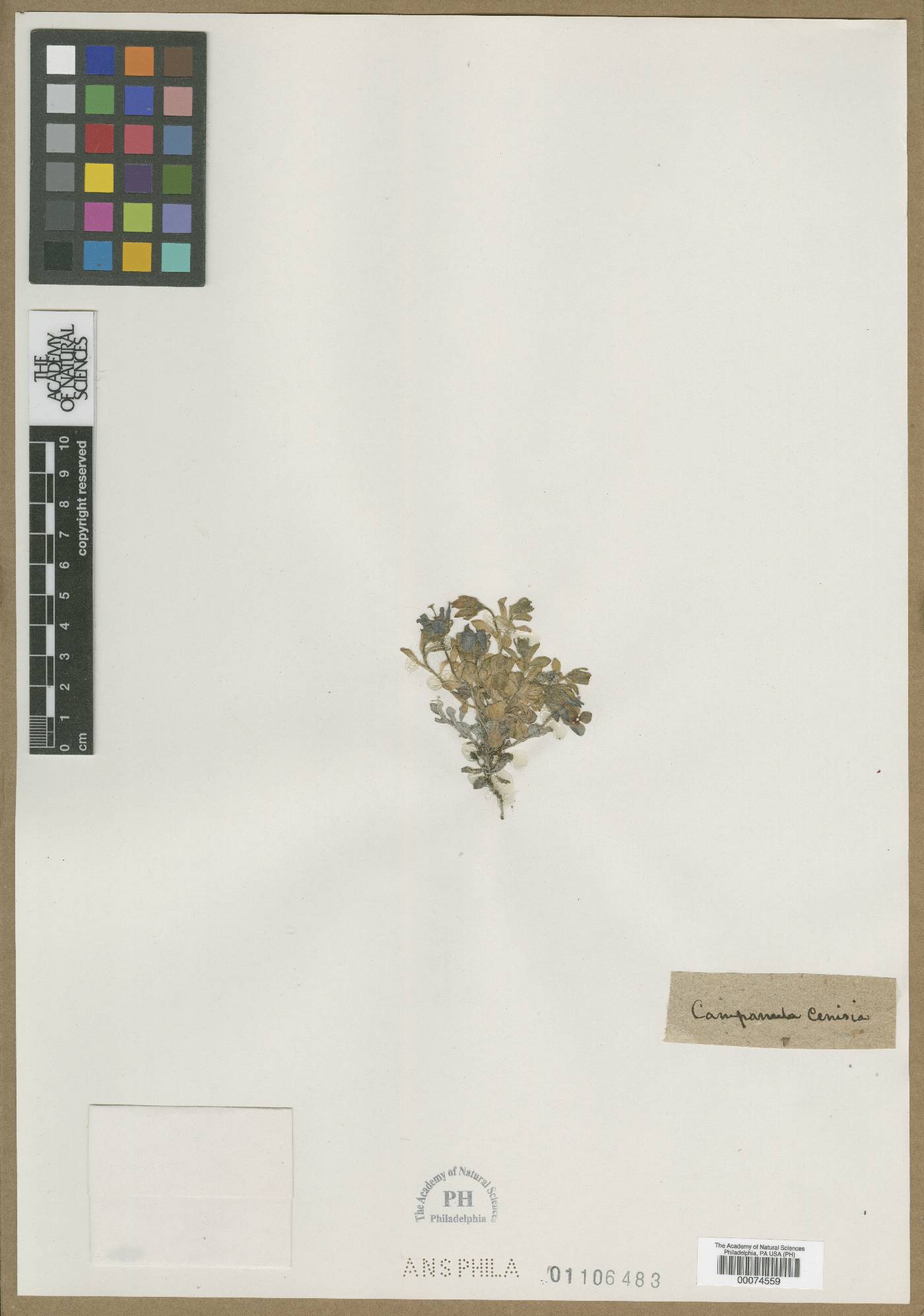 Campanula cenisia image