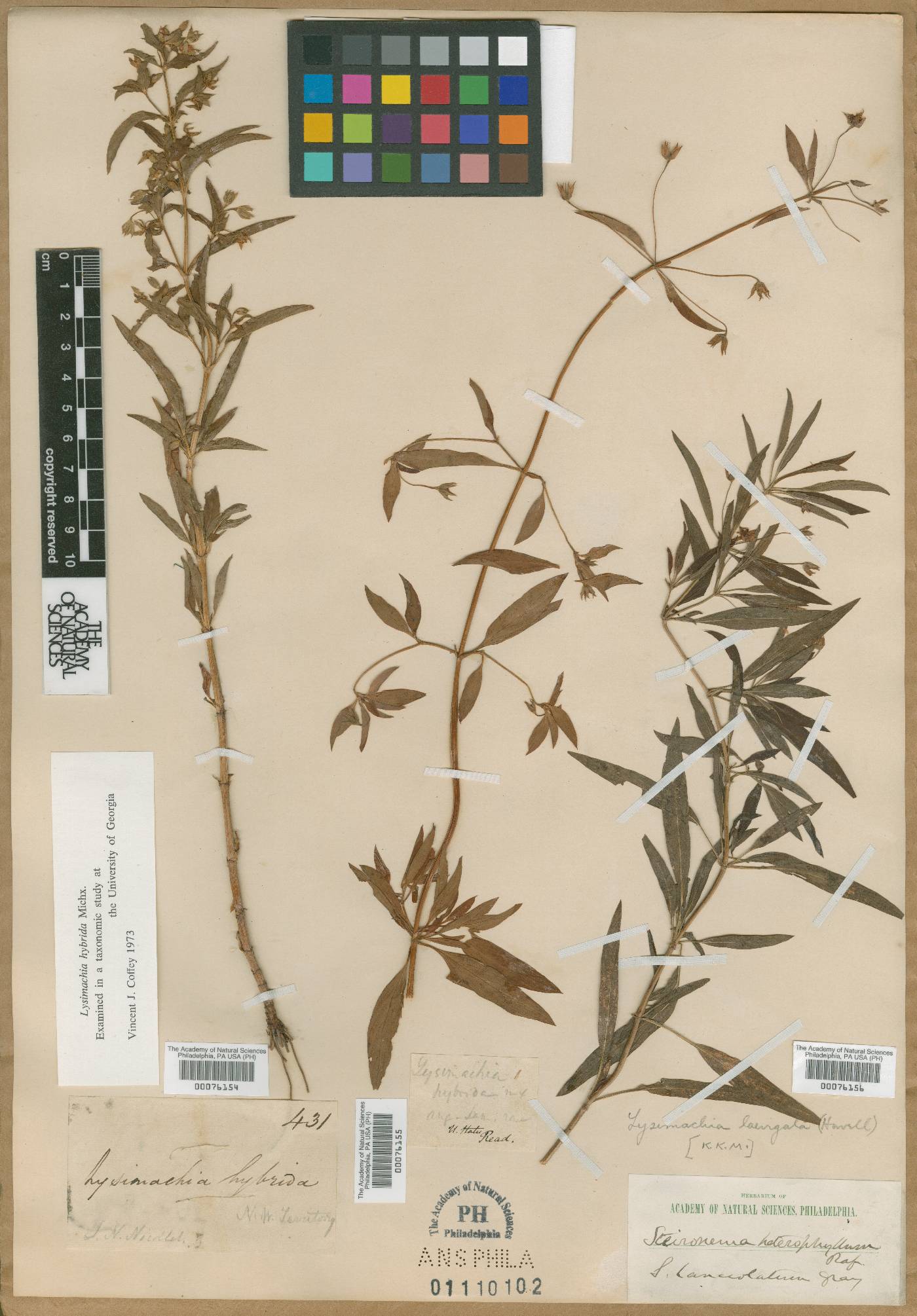 Steironema heterophyllum image