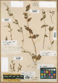 Epilobium anagallidifolium image