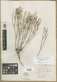 Eriogonum ephedroides image