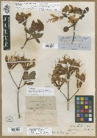 Image of Azalea californica