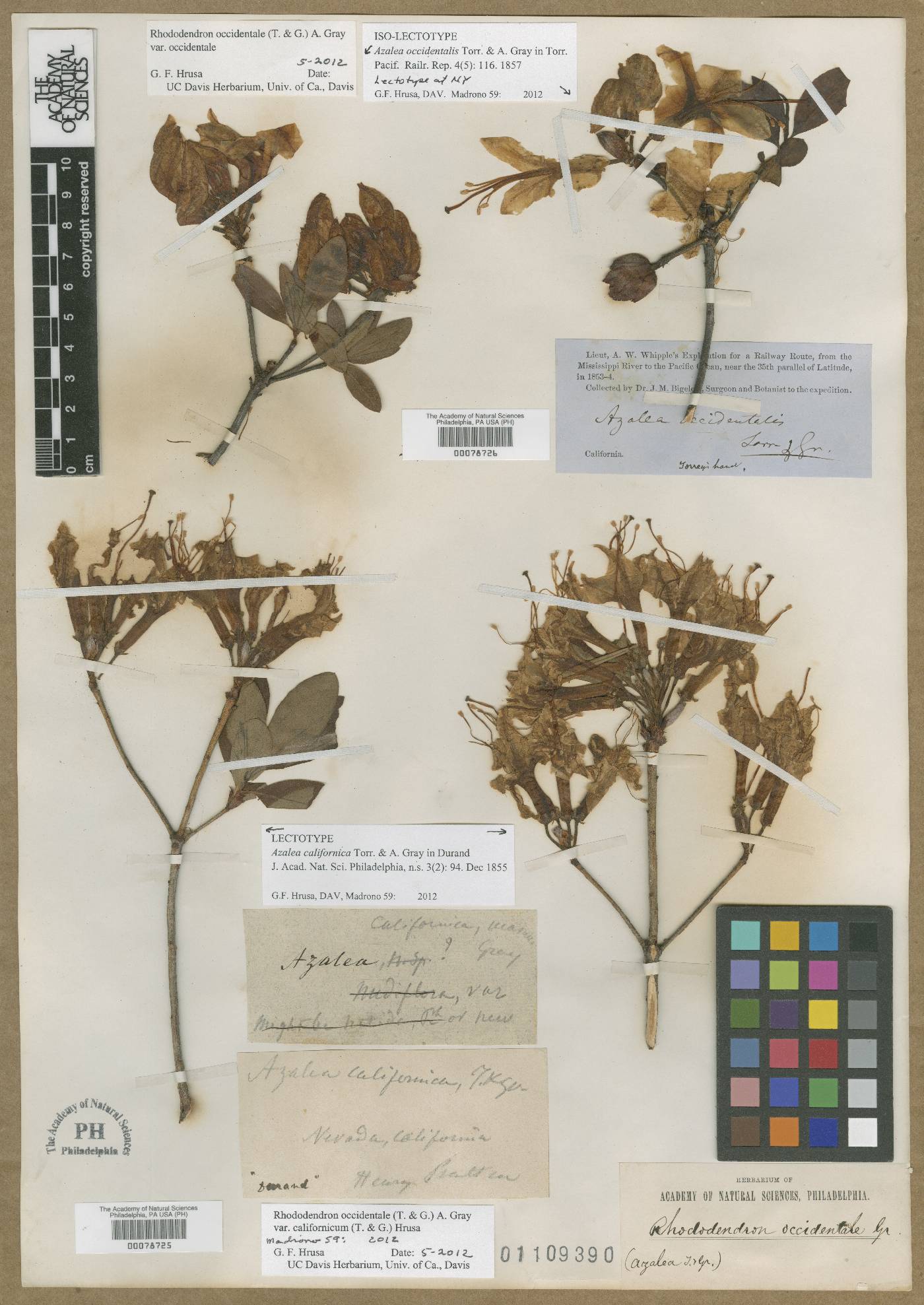 Azalea californica image