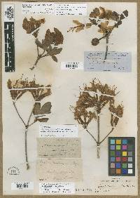 Azalea occidentalis image