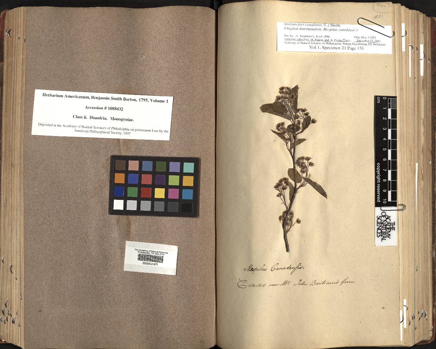 Amelanchier canadensis var. canadensis image