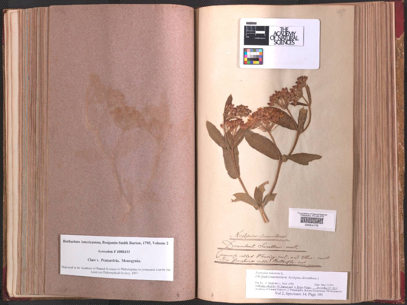 Asclepias asperula subsp. capricornu image