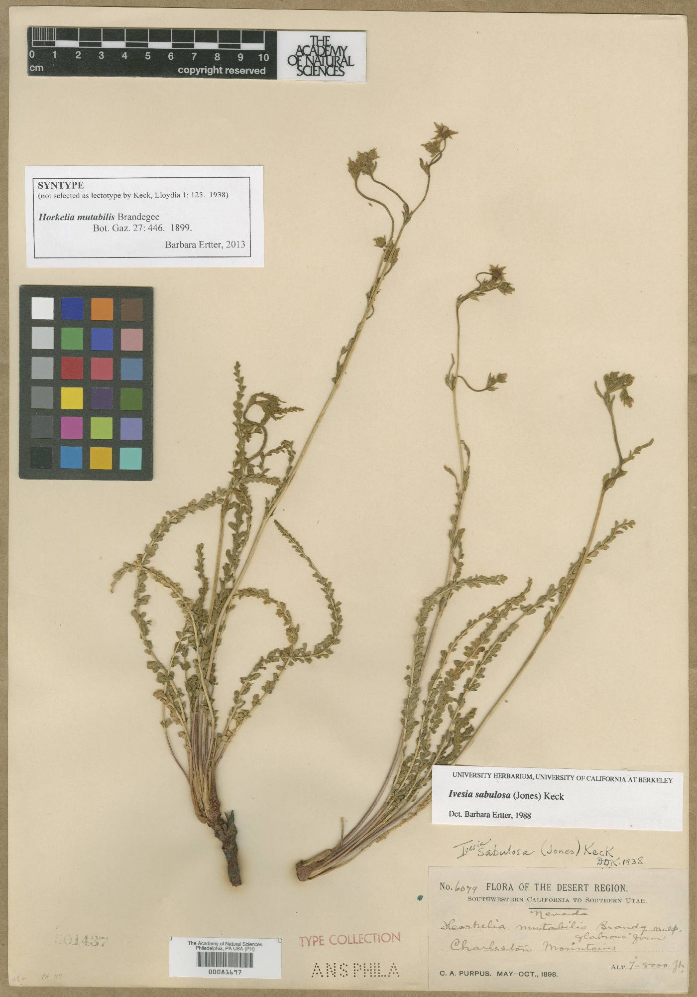 Horkelia mutabilis image