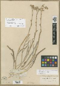 Horkelia sericoleuca image