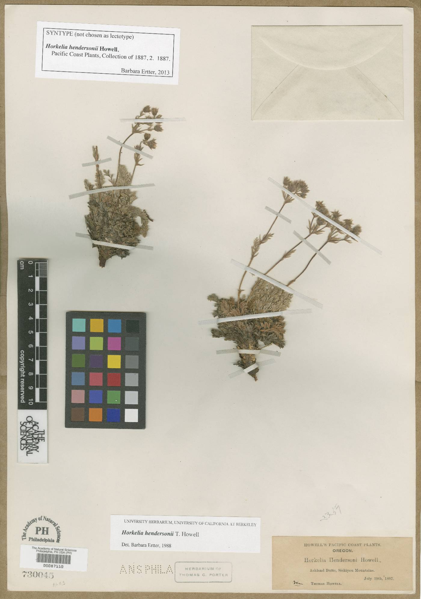 Horkelia hendersonii image
