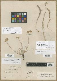 Horkelia sericoleuca image