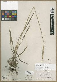 Paspalum praecox image