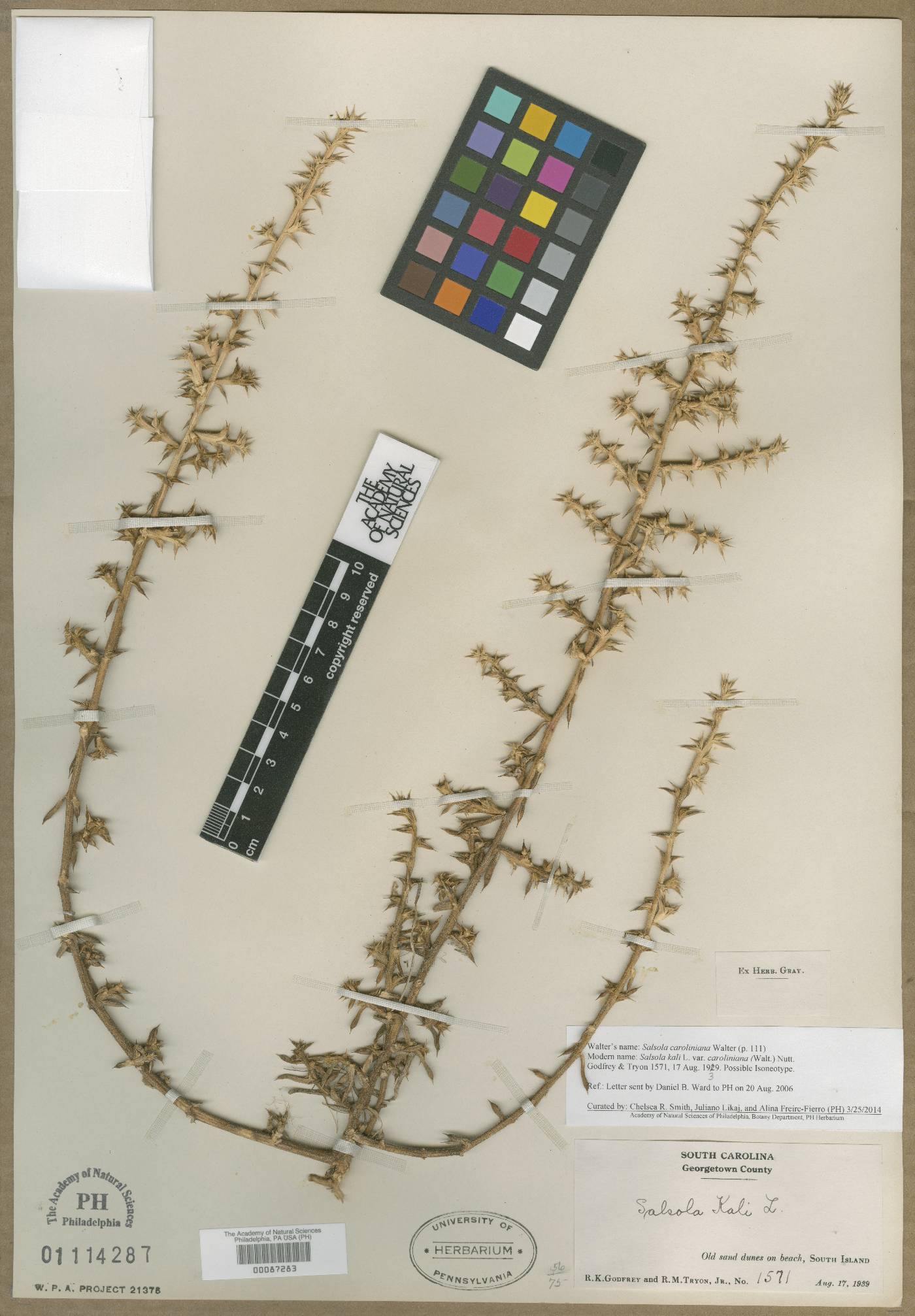 Salsola caroliniana image