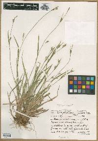 Carex gracilescens image