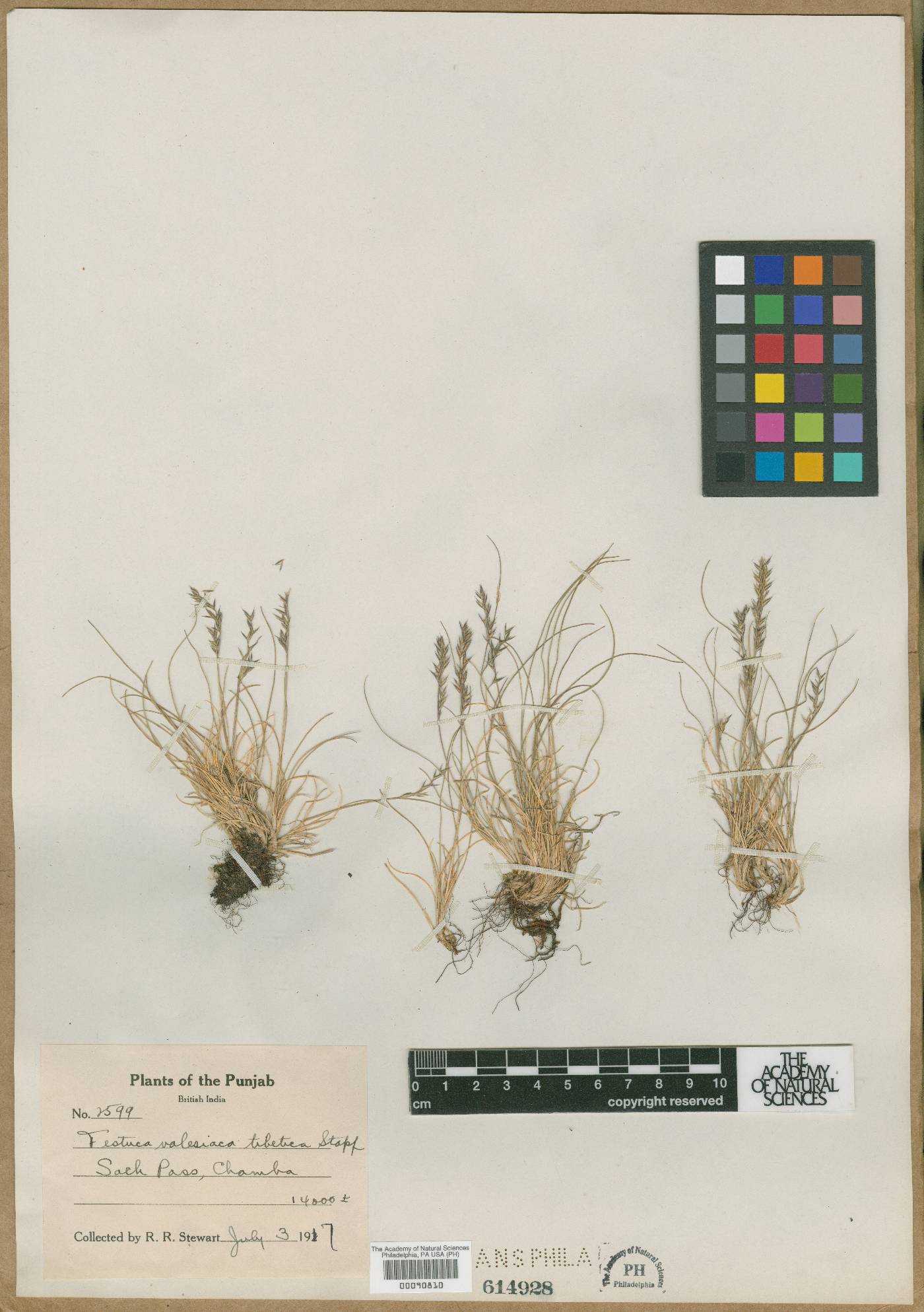 Festuca tibetica image