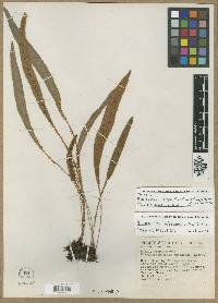 Elaphoglossum laxipes image