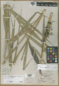 Phragmites australis image